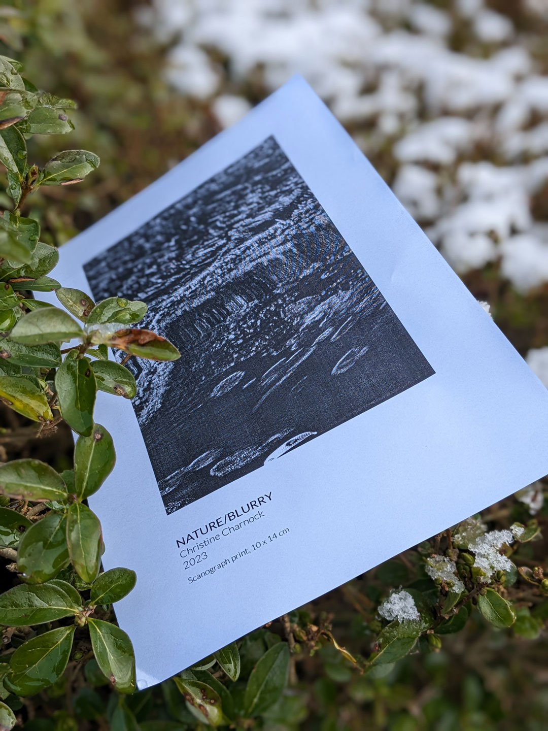 A close-up photograph showing a print titled 'Nature/Blurry' stuck in a green hedge. In the out-of-focus background, snow can be seen. 